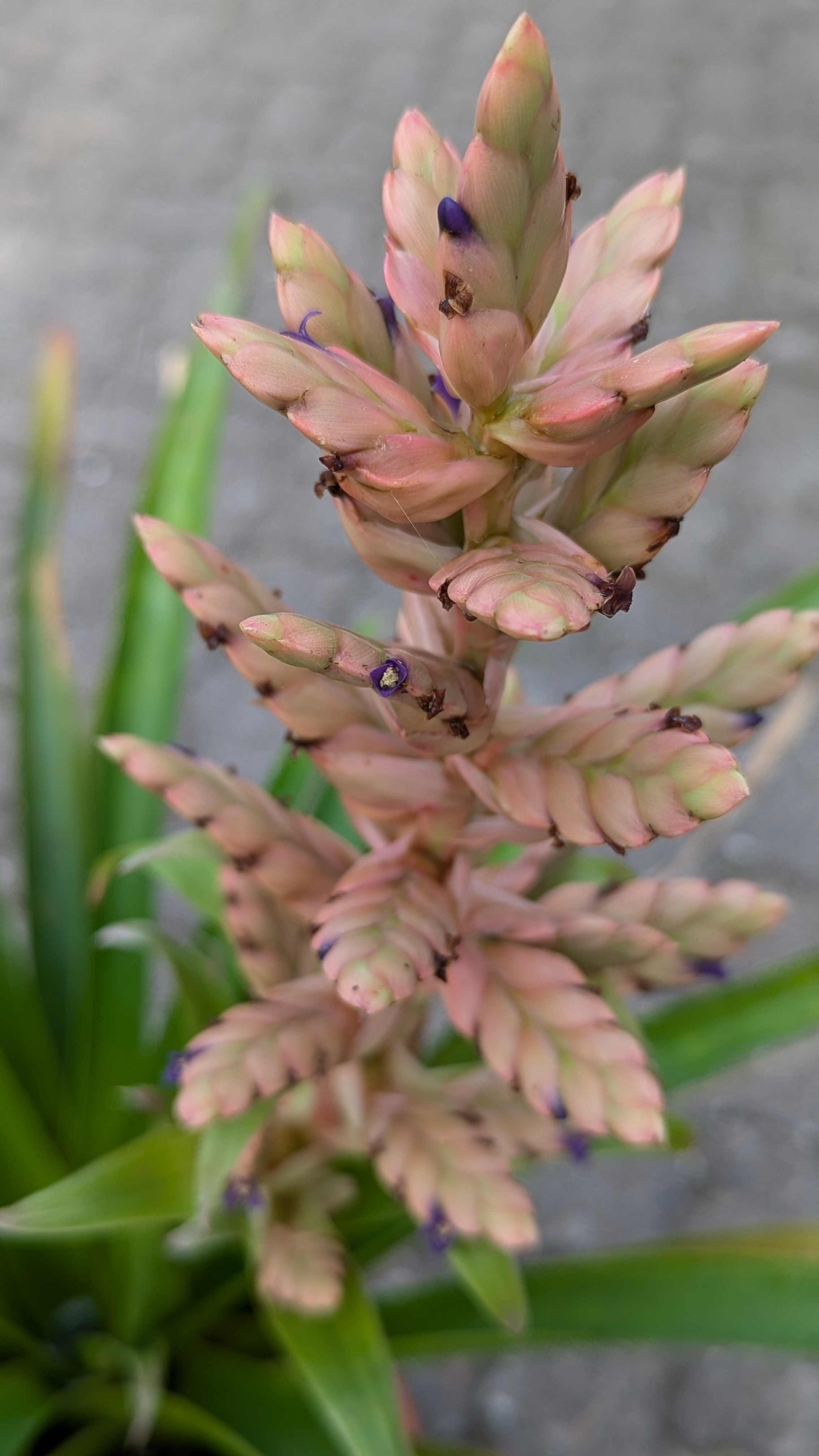 preview Tillandsia coinaensis Ehlers